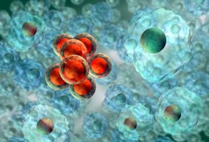 cordone_ombelicale cordone ombelicale 300x204 Donazione del sangue cordonale: presto saranno disponibili tutti i materiali per aiutare il processo