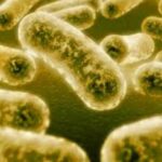 gonorrea