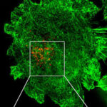 nanoscopia