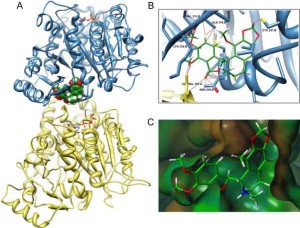 noscapina 300x228 Nosacapina: lattività anti cancro di un gruppo di geni contenuti nel papavero