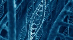 old dna 300x168 Tumori: il DNA con letà perde la forza di contrastare le alterazioni cellulari
