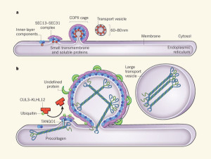 secrezione_cellulare secrezione cellulare 300x226 Proteine: la loro azione nel lavoro di secrezione cellulare