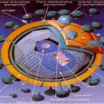 struttura_virus