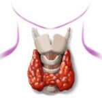 tiroide