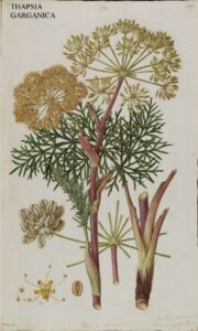 Thapsia garganica Bauer 180x300 Cancro: erba tossica in grado di distruggere cellule maligne