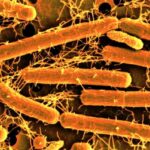 bacteria-that-cause-tooth-decay