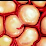 fatty_cells