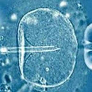 fecondazione 300x300 Fecondazione eterologa: la Cassazione sottolinea che il padre può disconoscere