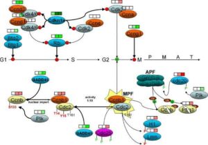 neuritina 300x210 Lo stress cronico: quali geni devasta e perché fa male