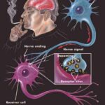 nicotine2