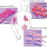 tessuto_muscolare