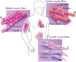 tessuto muscolare 300x246 Evoluzione: precursori dei muscoli presenti in organismi cellulari