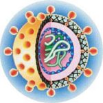 Hepatitis_c
