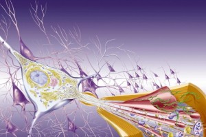 alzheimer 300x199 Alzheimer: declino cognitivo più feroce se colpisce ...giovani anziani