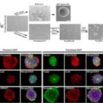 cellule_staminali