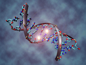 geni 300x230 Geni: negli USA la brevettabilità del DNA è stata approvata dalla Corte dappello Federale