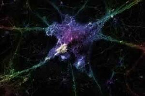 images 300x199 Cervello: dotato di meccanismo smaltimento rifiuti e autopulente
