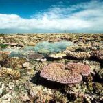 reef_coral