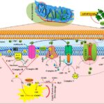 uncoupling_protein_2