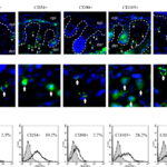 cellule_staminali