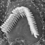 ciglia