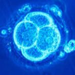 in-vitro-fertilization