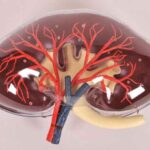 kidney