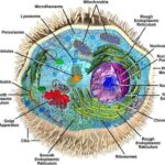 ciglia_cellulari