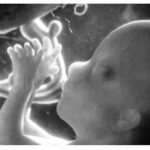 fetal_growth