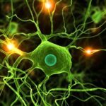 nerve-cell