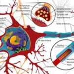 neurone