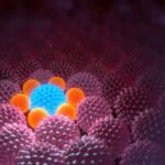 stem_cells