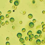 Alga-Chlamydomonas-Reinhardtii