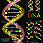 DNA