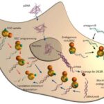 RNA
