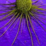 cellule