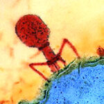virus_diabete