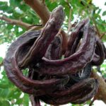 Ceratonia_siliqua