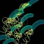 helicobacter