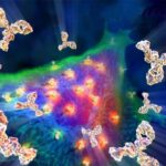 antibodies