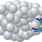 anticorpo