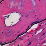 cellule_staminali
