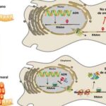 proteina_CPEB1