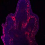 proteina_endoglina
