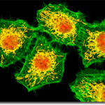 cellule_umane