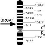 cromosoma_17
