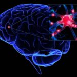 neuroni