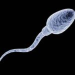 spermatozoo
