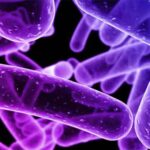 ultrabacteria