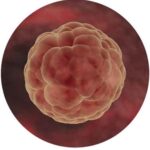 blastocyst
